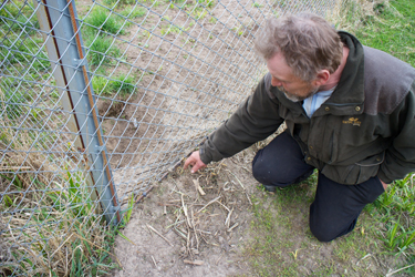 Alaveski loomapargi peremees Rein Kõiv näitab kohta aia all, kust loomad läbi pääsesid. Foto: Võrumaa Teataja