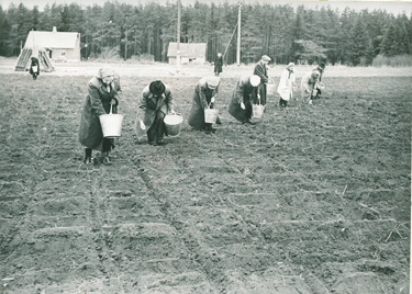 Kartulipanek ruutpesitsi. Foto: ERAKOGU