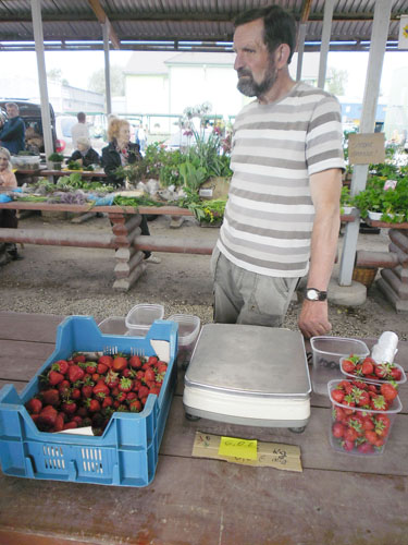 Arvo Rebaste müüs turul oma aia maasikaid ‘Honey’.  Foto: AIVE HANSI