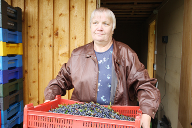Rahvas arvab, et kogujad teenivad miljoneid, tegelikult aga tuleb otsida, kuhu edasi anda saab, et metsasaak ära ei rikneks.   Foto: MAARJA KAIV