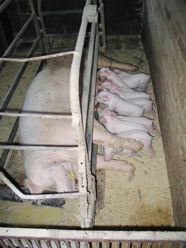 Peede talu sigadel on toit pererahva poolt kindlustatud, sest söödavili on enda põllumaalt probleemideta võtta.	  Foto: LENNART RUUDA