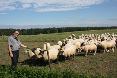 2012 aastal hakkas Aivar Rosenberg ka lambaid pidama. Neid on tal ligi 300. Foto: JOOSEP AADER