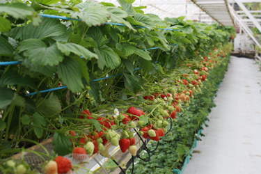 Mustingu pere saab kasvuhoonest juba maasikaid.    Foto: JOOSEP AADER