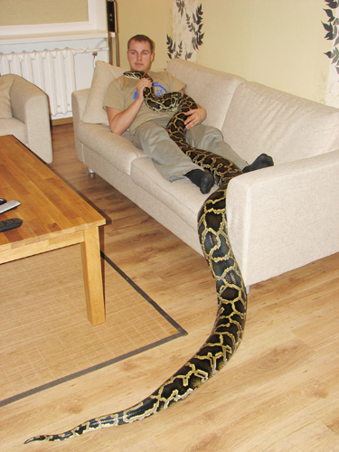 Ainar koos kõige kogukama lemmikuga telekat vaatamas. 40 kilo raskune ja nelja meetri pikkune tiigerpüüton Šeff, kes on praegu 15aastane.  Foto: KADRI NAGEL