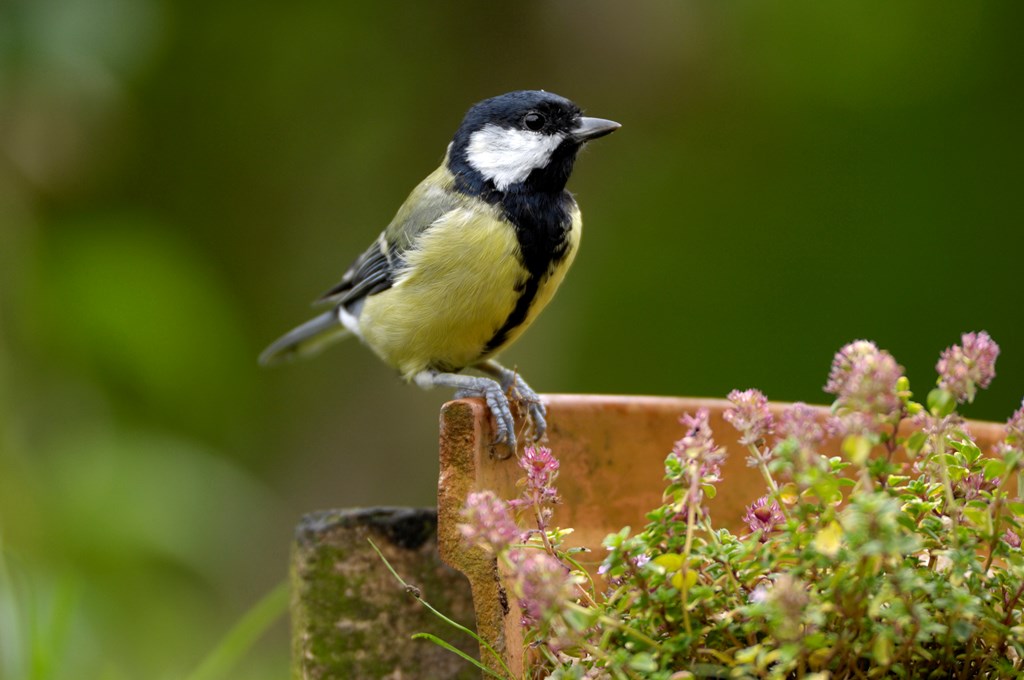 FOTO: Ray Kennedy/rspb-images.com.