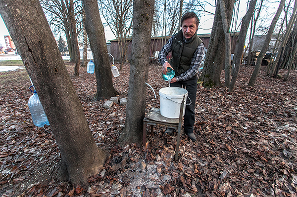 Kalev Janson kogub mahla üheksast vahtrast. Varasemate aastate augud on korralikult kinni korgitud.  Foto: ANDREI JAVNAŠAN