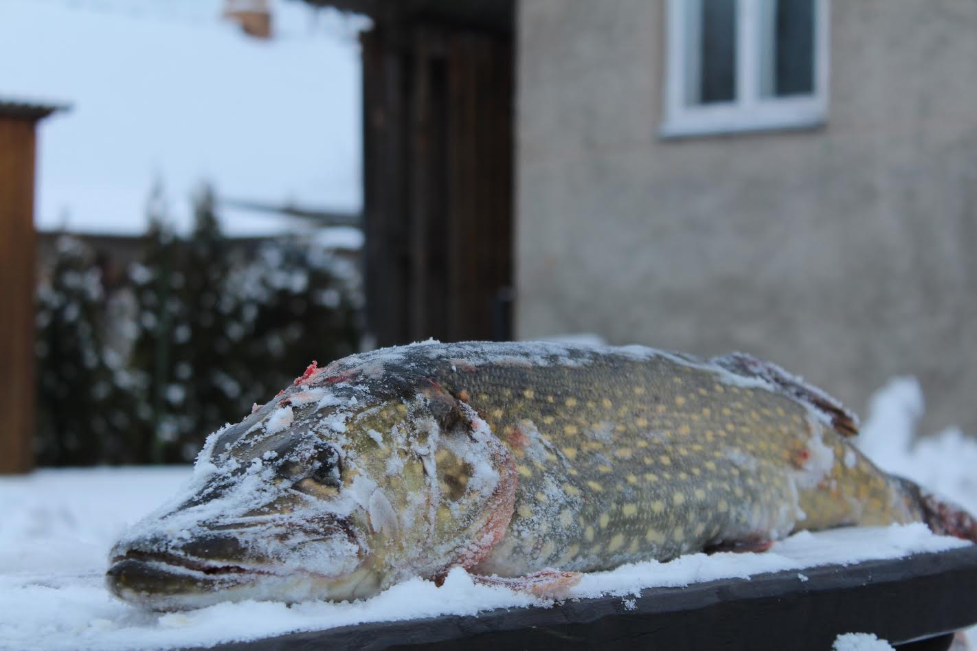 Laupäeval püüti Tamula järvest unnaga 6,2kilone haug. Kalamees Kostja on ise väga rahul, sest see on juba mitmes saak selle nädala jooksul. Teised haugid on jäänud aga paarikolme kilo kanti. „Eks iga aasta ikka sikutan sellist laadi puraka välja,” seletab põline kalur. FOTO: Aigar Nagel Laupäeval püüti Tamula järvest unnaga 6,2kilone haug. Kalamees Kostja on ise väga rahul, sest see on juba mitmes saak selle nädala jooksul. Teised haugid on jäänud aga paarikolme kilo kanti. „Eks iga aasta ikka sikutan sellist laadi puraka välja,” seletab põline kalur. FOTO: Aigar Nagel