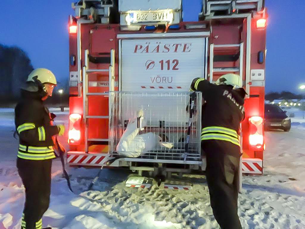 Luige päästmisoperatsioon lõppes laupäeva päikeseloojangu ajaks. Tõrjutud ja veepuuduses luik viidi tuletõrjekomando puuris lahtise vee kaldale Võhandu jõel. Foto: HELERI LAKUR