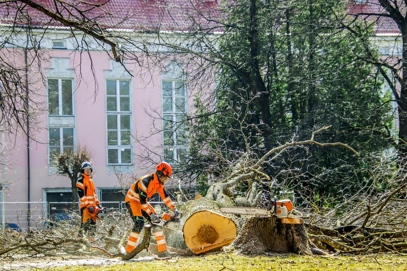 Esmaspäeva hommikul oli Seminari pargi ümbrus raudaiaga piiratud ja keskpäevaks olid maha võetud enamik vanadest puudest.FOTOD: Aigar Nagel