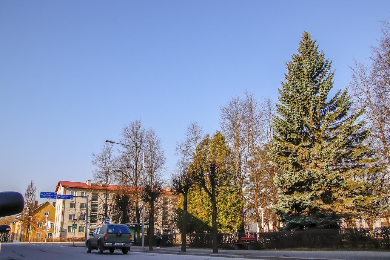 Ebakorrapärase kasvuga hõbekuusk asendatakse hariliku püsiva kuusega. Fotod: AIGAR NAGEL