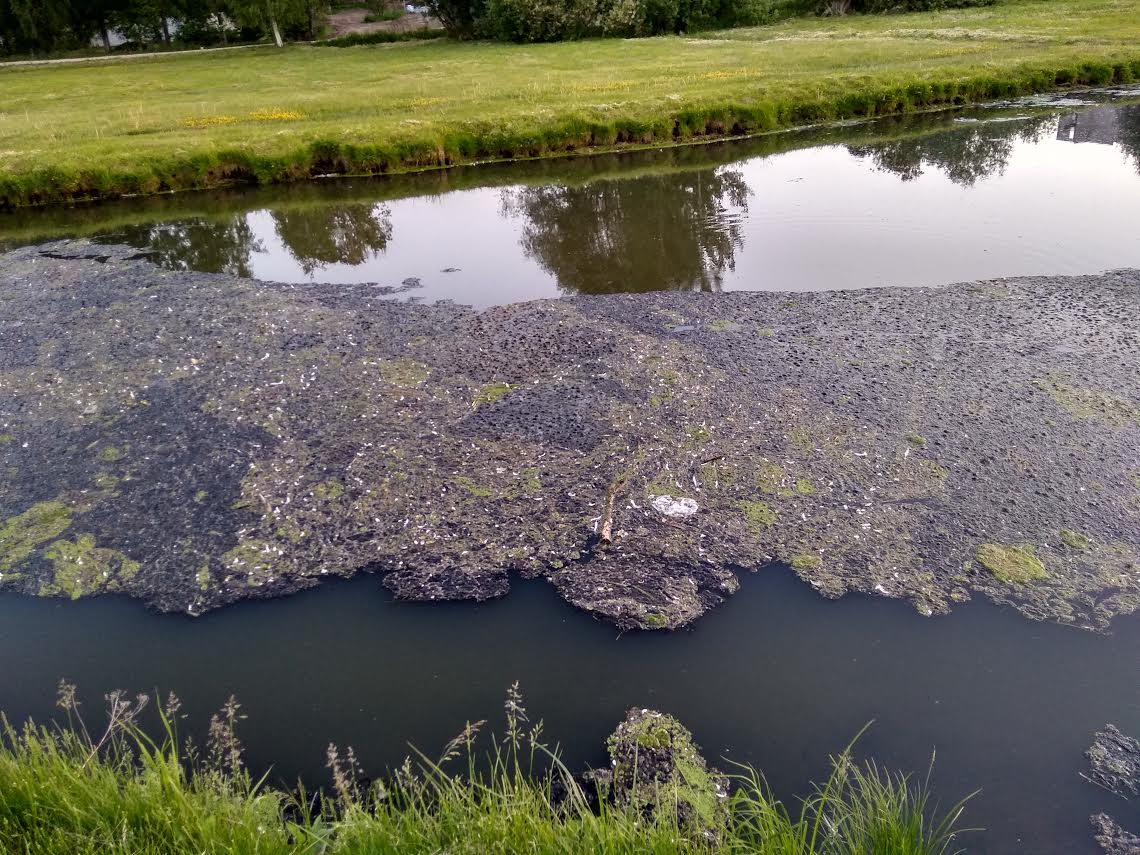 Võrumaa Teataja lugeja saatis paar päeva tagasi meile pildi Koreli oja jalakäijate silla juures avanenud vaatepildist. Lugeja sõnul tundis ta muret, miks selline sete Koreli ojas ulbib. Foto: ERAKOGU