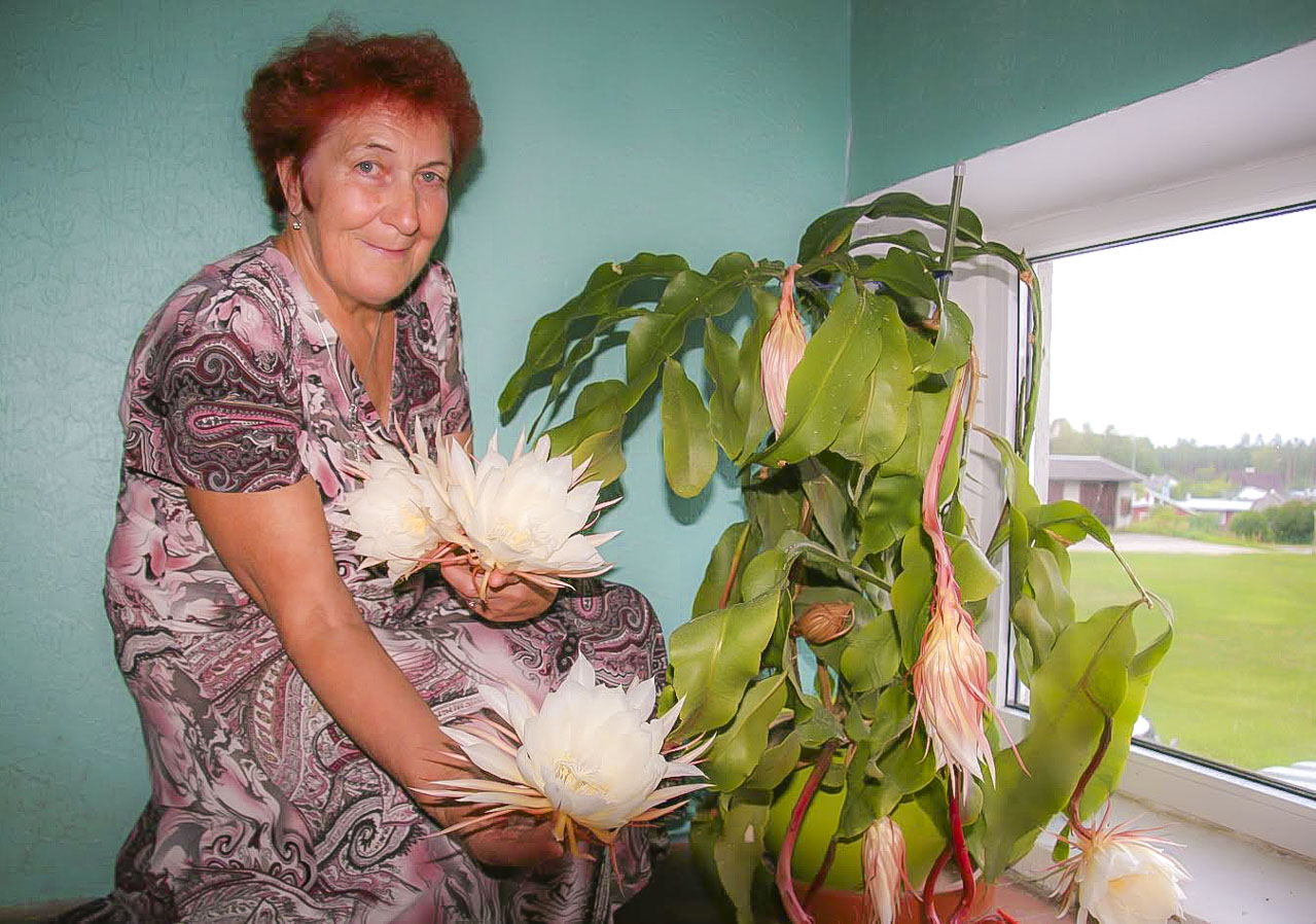 Üheööimet ehk öökuninganna õisi tulid üleeile öösel imetlema nii naabrid kui ka lille perenaine Maire Viitkin ise, sest seda ööd ei saanud maha magada. Foto: HELERI LAKUR