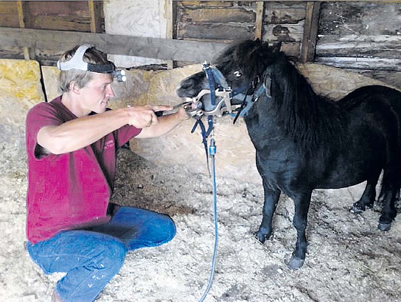 Kaldala mahetalu peremees Joosep Tikk on hobuste hambaid ravinud juba ligi kaheksa aastat. Pildil vaatab ta üle Shetlandi poni hambaid. Foto: ERAKOGU