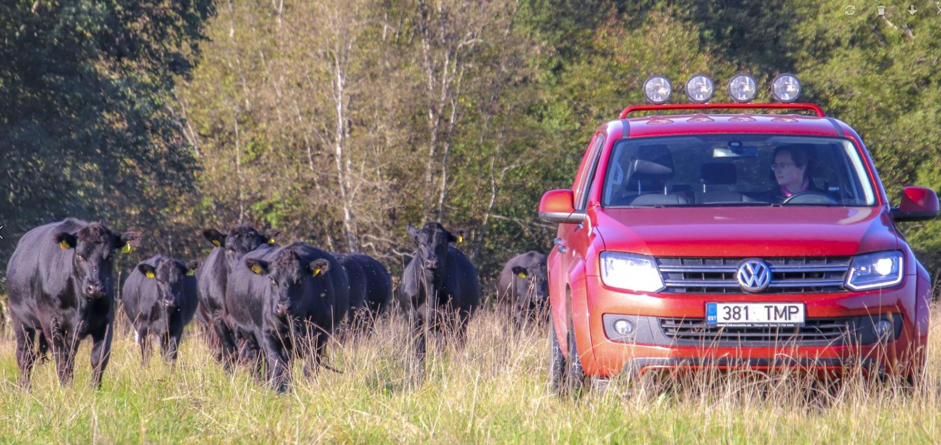 Juhataja Marion toimetab iga päev OÜ-le Sentafarm kuuluva veisekarjaga. Aberdiini-anguse veised naudivad jahedat ilma ja otsivad varjulisi kohti. Sellepärast tuli Võrumaa Teataja toimetusel loomad džiibi ja Marioni abiga metsa välja ajada, et pilti teha. Foto: AIGAR NAGEL