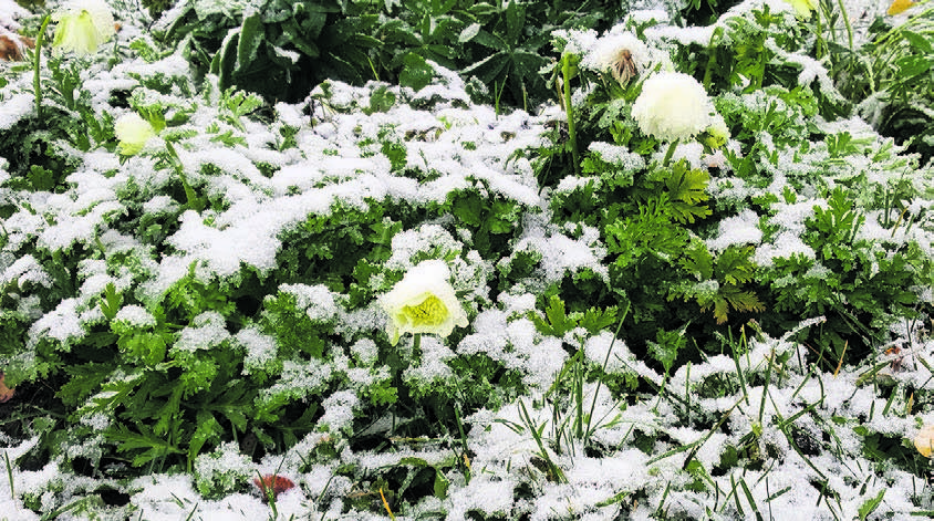 27. oktoobril maha sadanud lumevaip vajutas õitsvad lilled maad ligi, aga 4. novembril olid lilled sama traksis ja rohelised, nagu poleks vahepeal külmakraade ja rasket märga lund olnudki. Fotod: MARGARETA PALGI