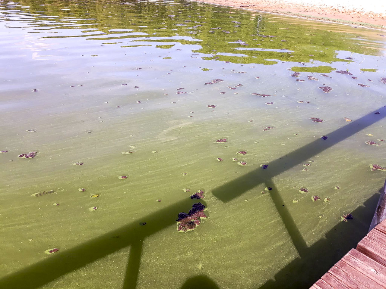 Veel mõned päevad tagasi oli Tamula järve vesi rohelisest rohelisem ja ei kutsunud kuidagi ujujaid ligi. Tamula rannas aga lehvis siis roheline lipp, mis lubab suplejatele ohutut ujumist. Fotod: Heleri Lakur