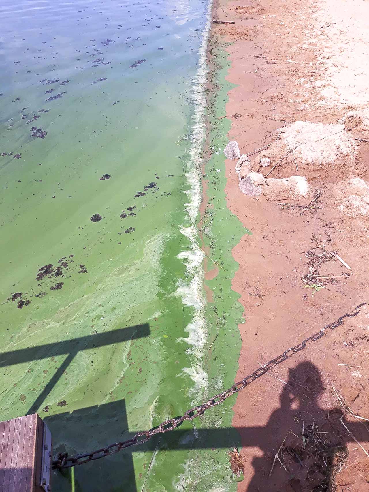 Veel mõned päevad tagasi oli Tamula järve vesi rohelisest rohelisem ja ei kutsunud kuidagi ujujaid ligi. Tamula rannas aga lehvis siis roheline lipp, mis lubab suplejatele ohutut ujumist. Fotod: Heleri Lakur