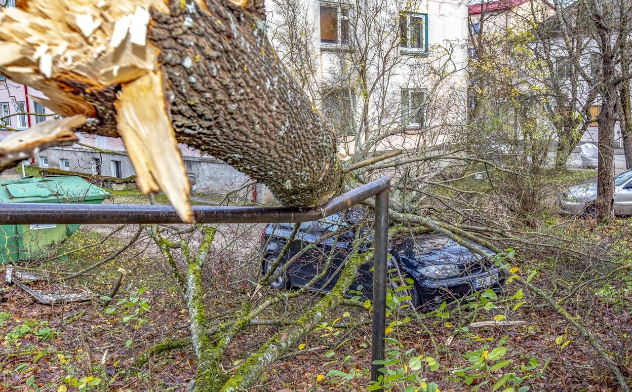 Tormituulte karmi kätt sai tunda ka see pisike BMW, mille peale murdus Võru linnas üks puu. Kahjuks polnud autol kaskokindlustust ning remont läheks auto väärtusest kallimaks, seega läheb 3000eurone auto mahakandmisele. Auto omanik ise nägi aknast, kui puu murdus ja auto enda alla mattis. Fotod: AIGAR NAGEL