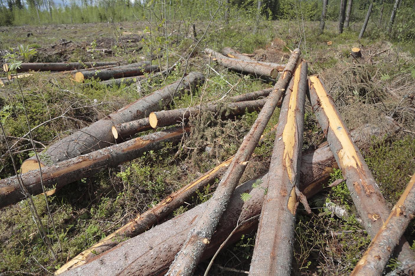 RMK haldab Eesti riigile kuuluvat metsa. Asutuses töötab ligi 700 inimest. RMK teenib asutuse kasumieelarve põhjal 2024. aastal ligi 3,6 miljonit eurot tulu raieõiguste ja puidu müügist.