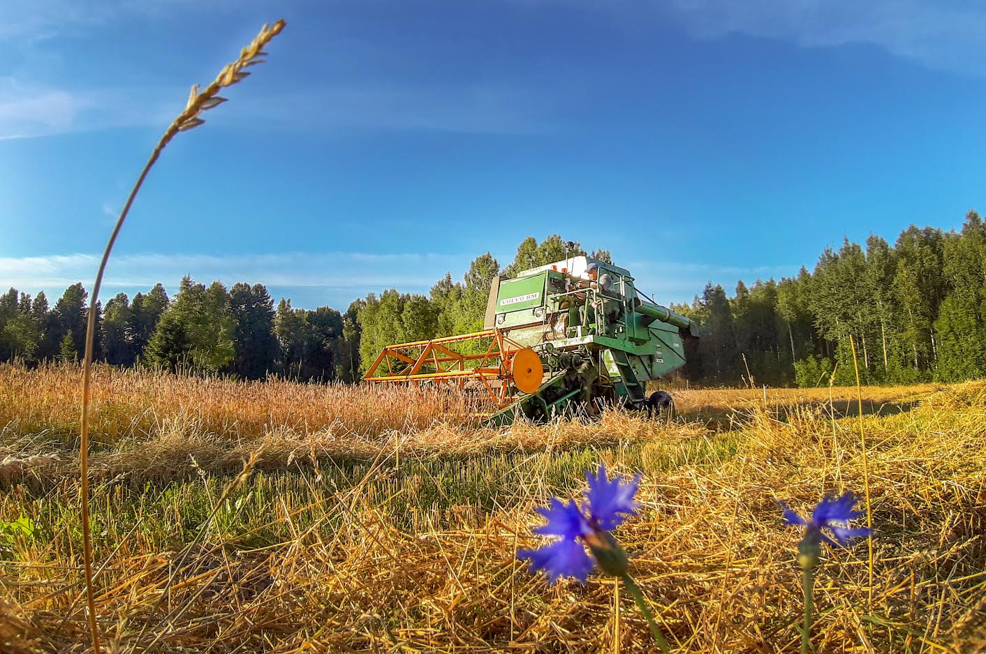 Võrumaa viljakasvatajad tänavust suve eriliseks ei pea, aga saagiga jäävad rahule. FOTO: Aigar Nagel