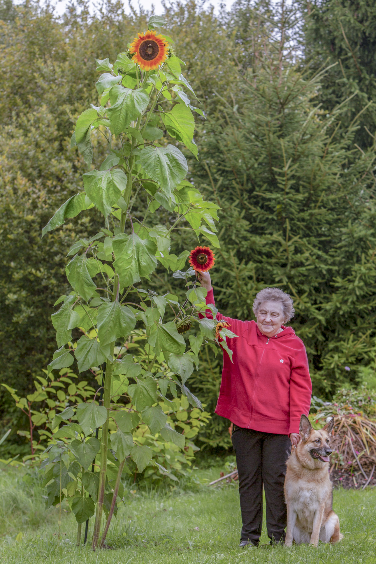 Perenaine Maie on oma pikimast aias kasvavast päevalillest peaaegu poole võrra lühem. Koos koduvalvuri Noraga hoitakse aed korras, sest Nora lilli ei söö ja mängib pigem palliga. Foto: AIGAR NAGEL