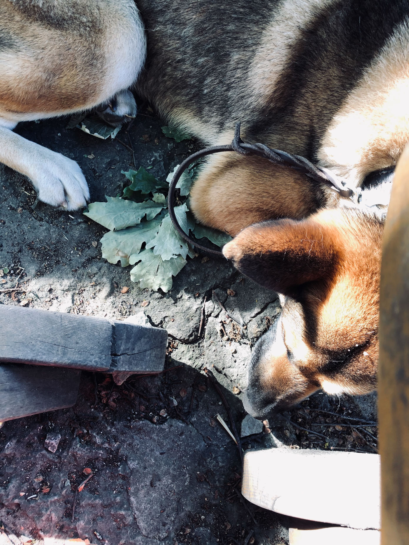 Väljas einestades tasub võimaluse korral valida koht, kus saab süüa väljas ja kus on laua läheduses vaba nurk ka koerale privaatseks olemiseks. Fotod: ERAKOGU