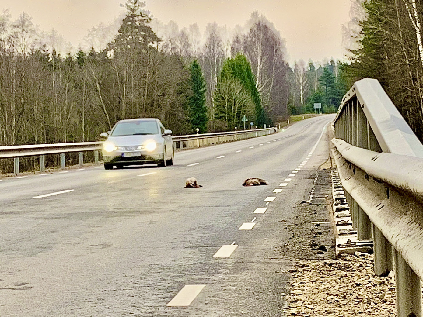 Õnnetu rebane on kokkupõrkest autoga Pühajõe sillal Varese lähistel lausa pooleks rebitud. FOTO: Kalev Annom