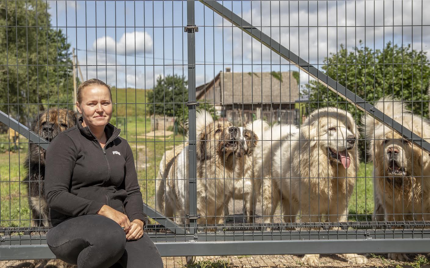 Lily Mals nimetab koerte kasvatamist pigem hobiks, mida tehakse põhitöö kõrvalt. Ühtlasi ei müüda ühtki Kaukaasia lambakoera kutsikat kuhugi, kus ei olda kindel koha sobivuses. Foto: AIGAR NAGEL