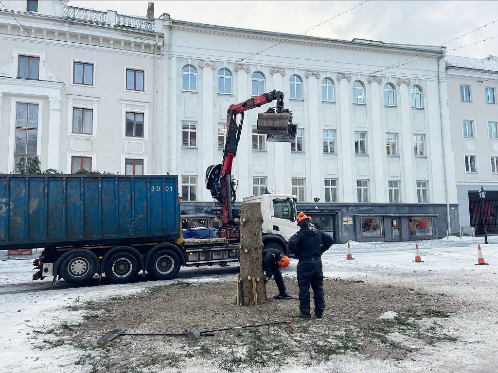 Võrumaalt pärit Tartu jõulupuu saab uue elu  Foto: MARI-LIIS KOEMETS