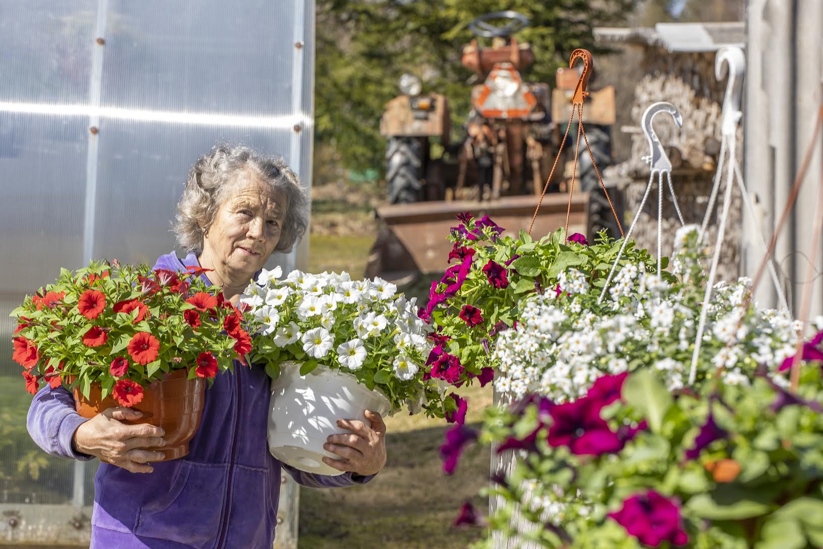 Rõuge vallas Soe bussipeatuse naabruses Toome talus Malle Õiglase käe all sirgunud lilled leiavad uued omanikud nii Võru  turult kui ka otse taluhoovist. Foto: AIGAR NAGEL