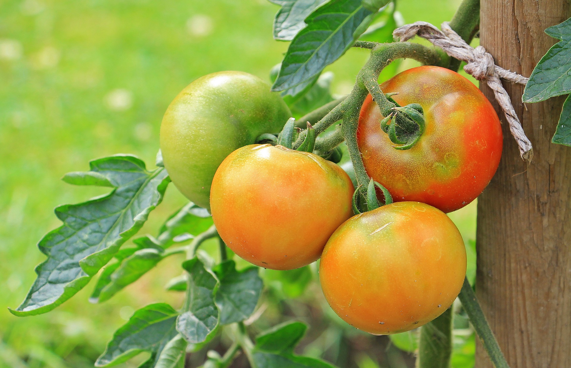 Amet avastas kolmel korral ohtliku tomativiiruse