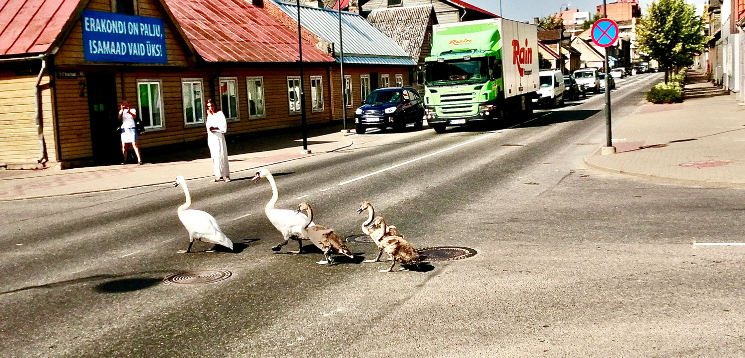 Luigepere eile keskpäeval Kreutzwaldi tänavat ületamas.  Foto: ENE L. 