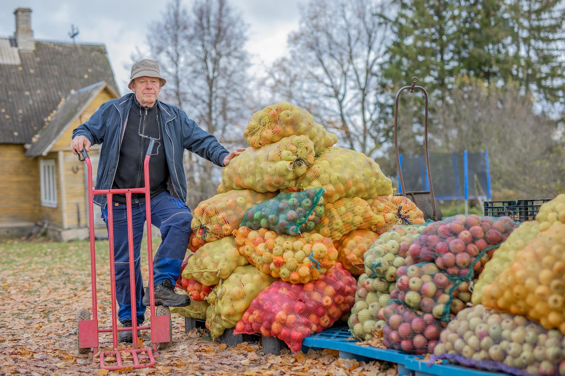 Võrumõisa teel Piiri talu peremehe Ilmar Saare käe all toimuv õunamahla valmistamine on peredele samaväärne avatud talude päevaga. Fotod: AIGAR NAGEL