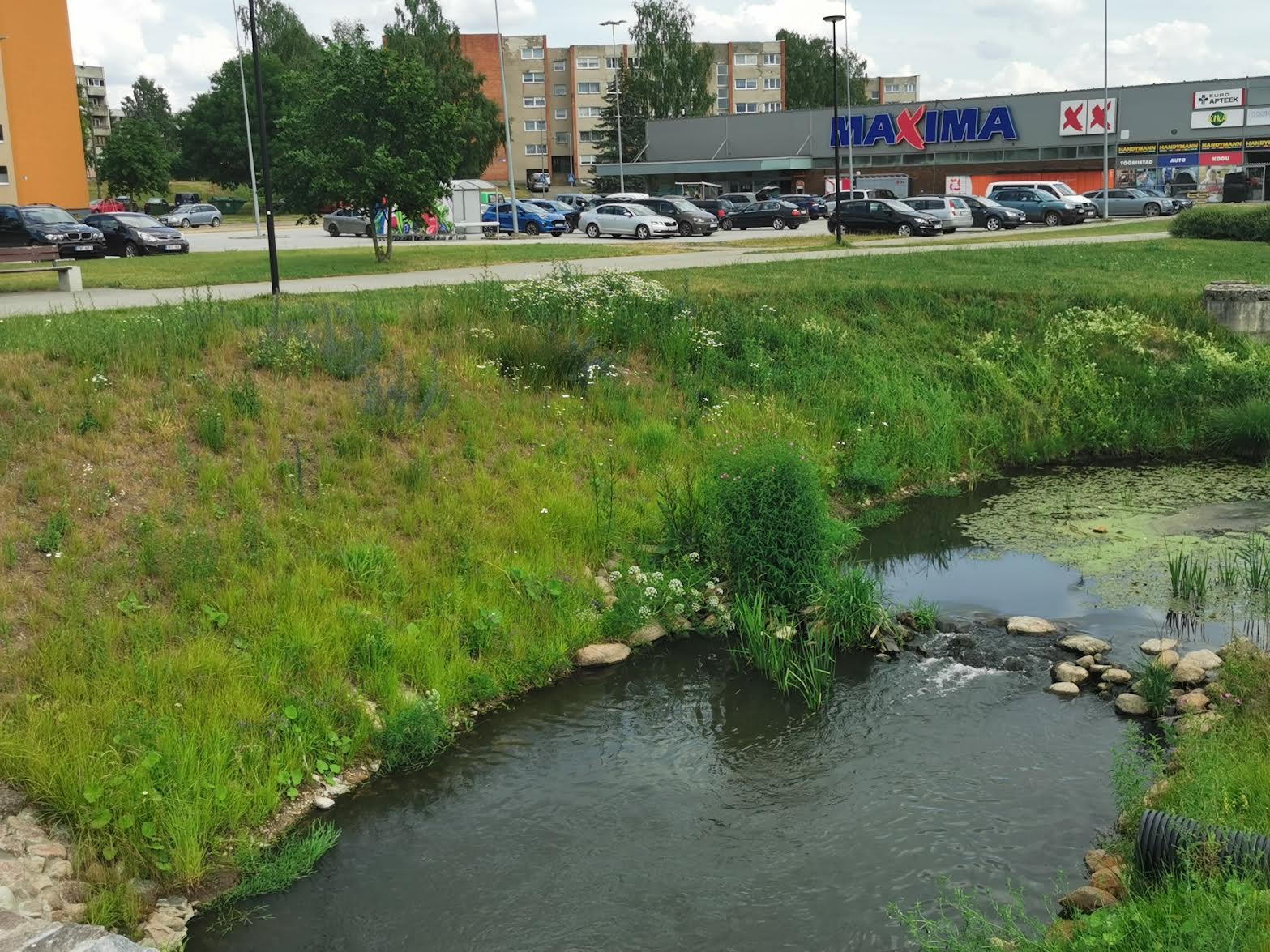 Koreli oja lammi kõrgem osa niideti maha ja küpses pruuniks. Madalamalt osalt saaks loomapidaja veel korraliku saotäie lehmaheina. FOTOD: Kalev Vilgats