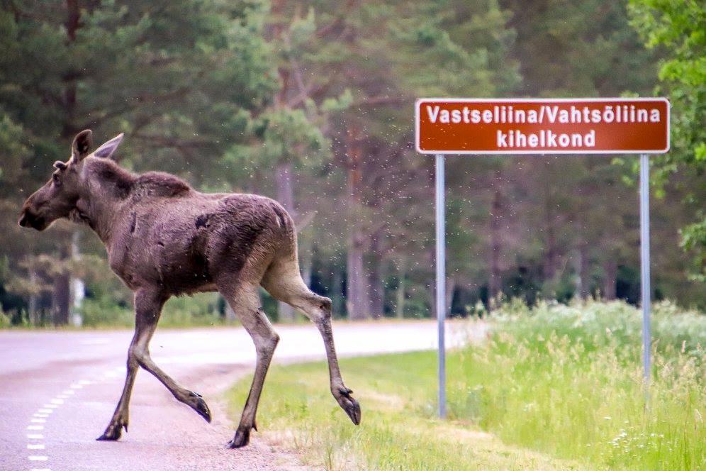 Autole ette kepselnud põder teeb suurt kahju nii iseendale, autole kui ka seal sees reisivatele inimestele. Foto: AIGAR NAGEL