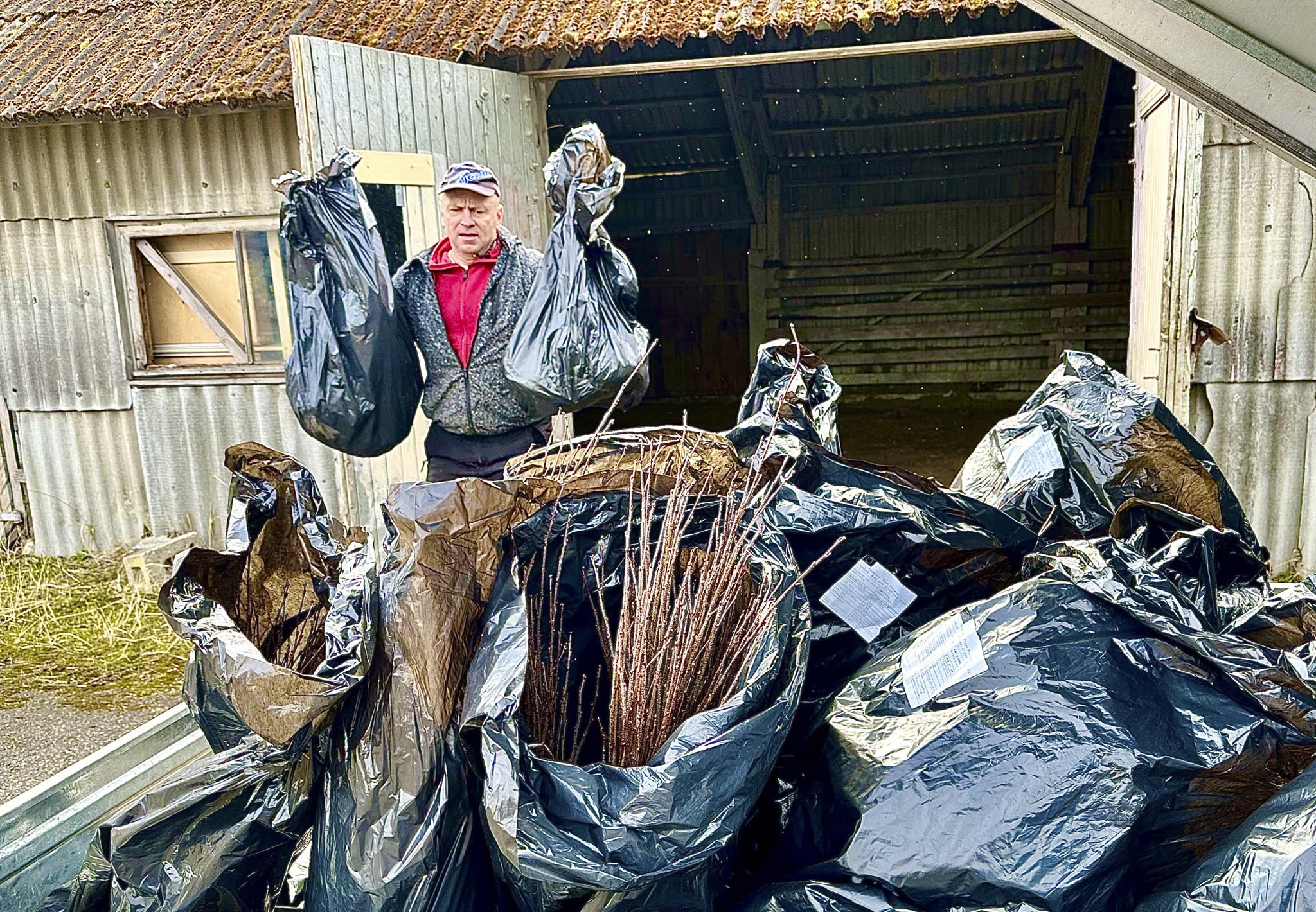 Võlupuu juht Kaimo Laht laadis esmaspäeva hommikul haagisele 6000 kasetaime. Foto: KALEV ANNOM