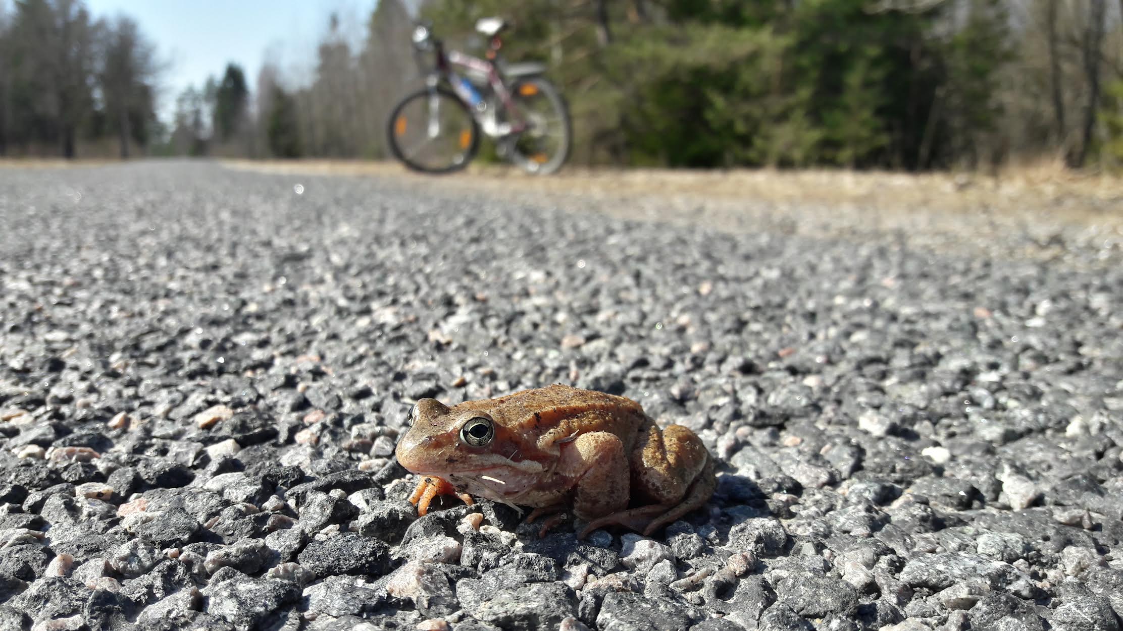 Esmaspäevast algas konnadel kuu aega kestev mesinädalate aeg, mil nad  otsivad kaaslast ja liiguvad kambakesi autoteedel. Fotod: STEN SANG