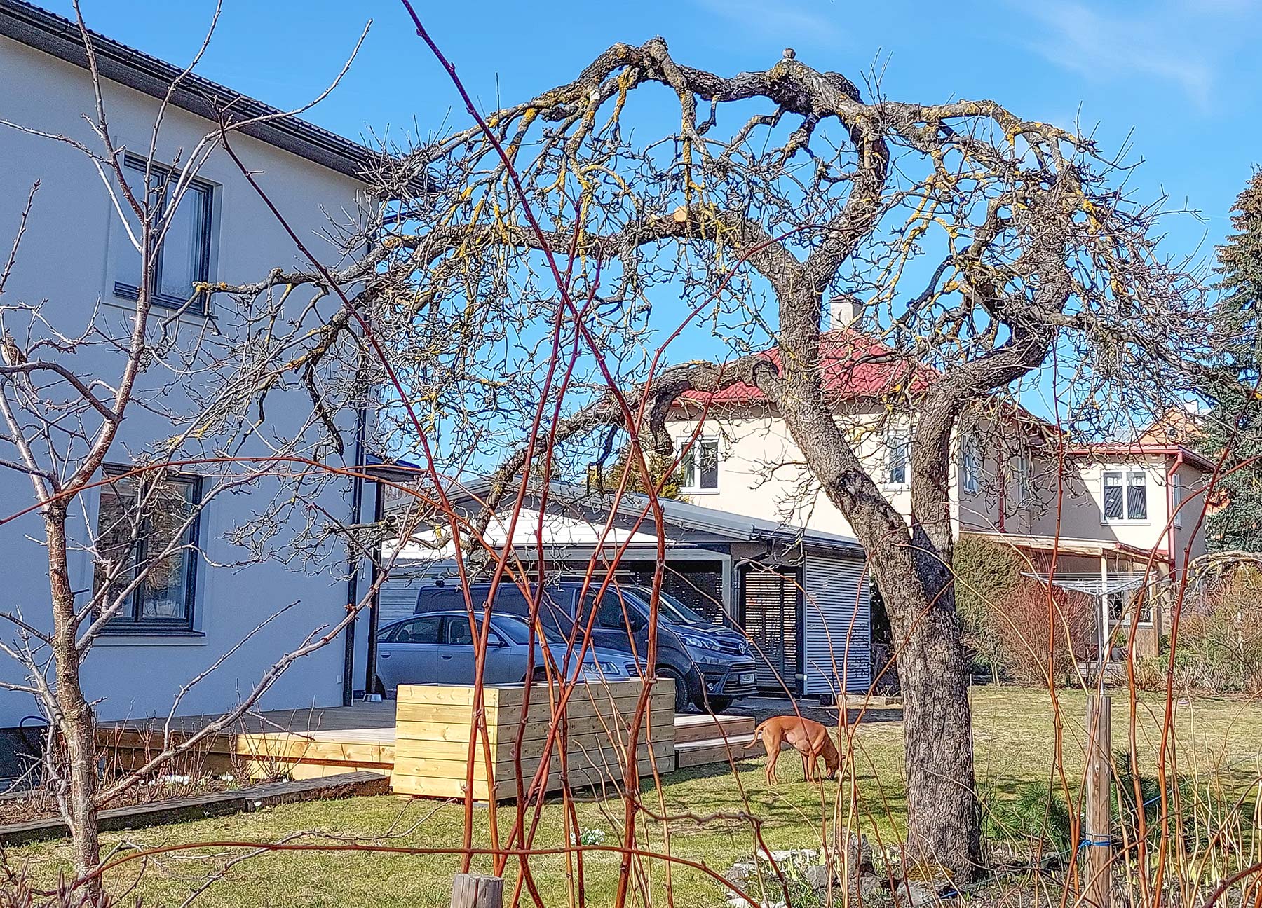 Enne pungade puhkemist on paras aeg koduhoovis sirguvad  õunapuud hoolitseva käega üle käia. Foto: STEN SANG