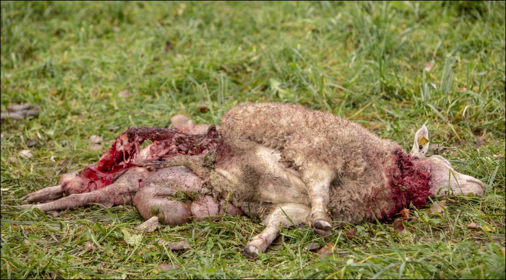 Võrumaa lambakasvatajatele on hundid olnud tõsiseks nuhtluseks mitmel viimasel aastal. Foto: AIGAR NAGEL