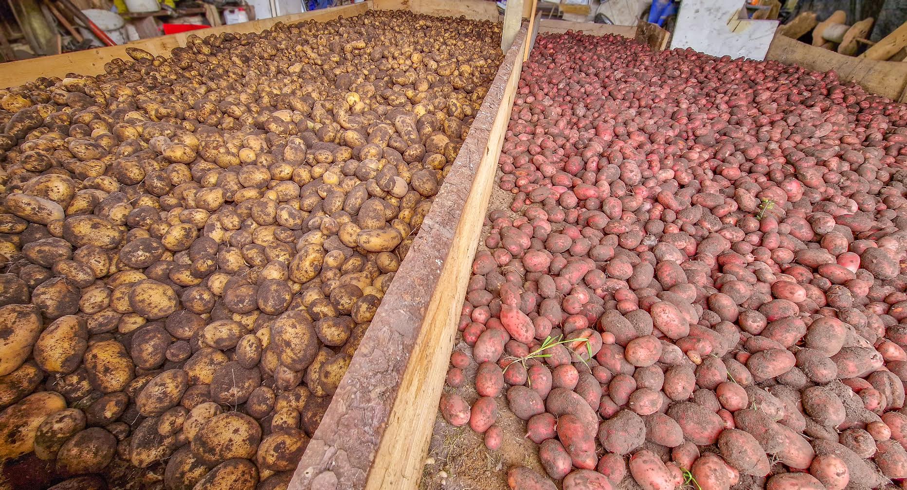 Võru Maksimarketi juhataja Veiko Pargi sõnul on kohalik kartul hinnas sordist olenemata. Fotol armastatud kartulisordid „Teele” ja „Laura”. Fotod: AIGAR NAGEL