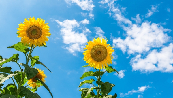 Septembris purunes soojarekord 15 päeval