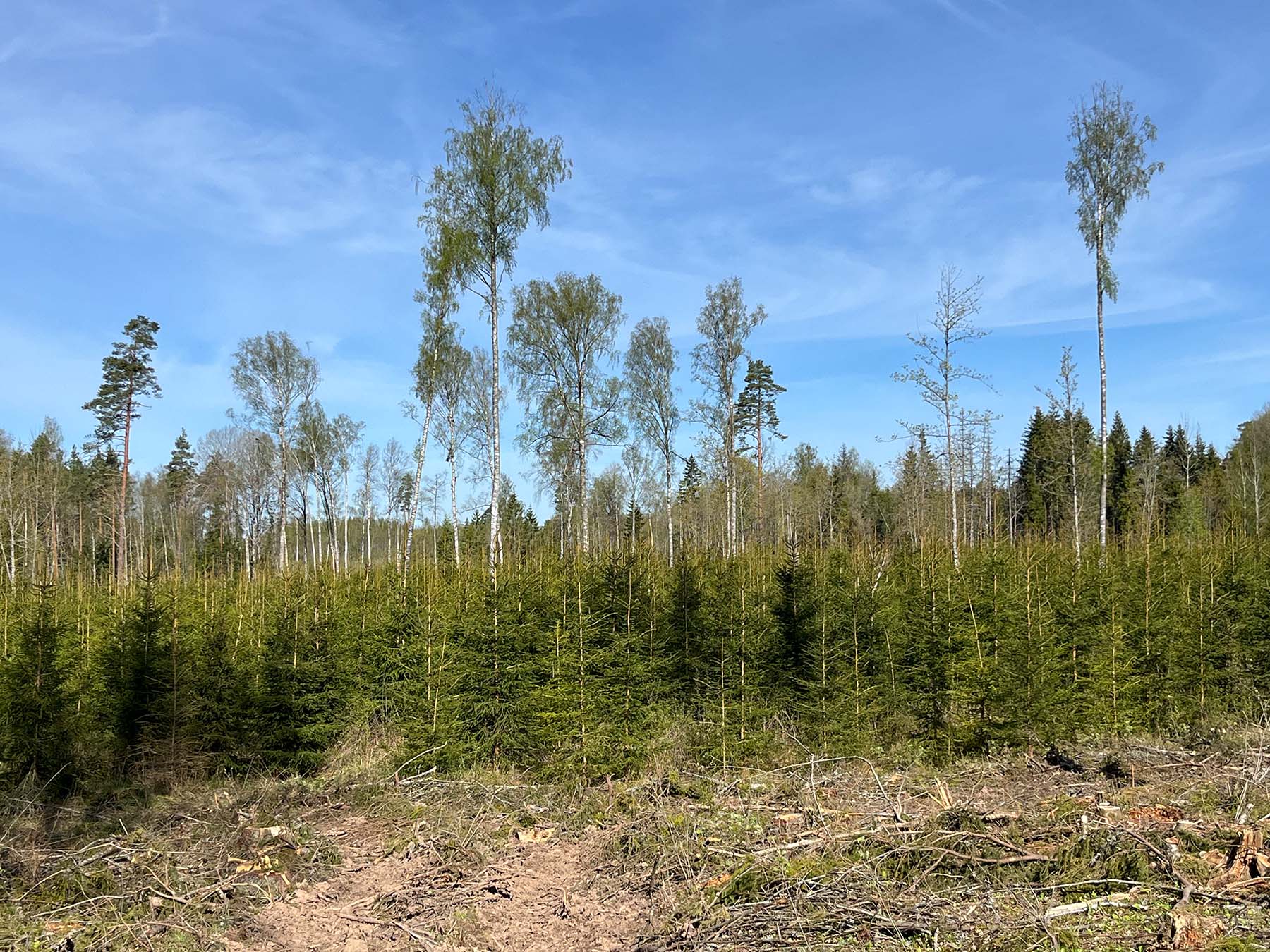 Vestman Grupp aitab metsa- ja põllumaadega õigeid otsuseid teha