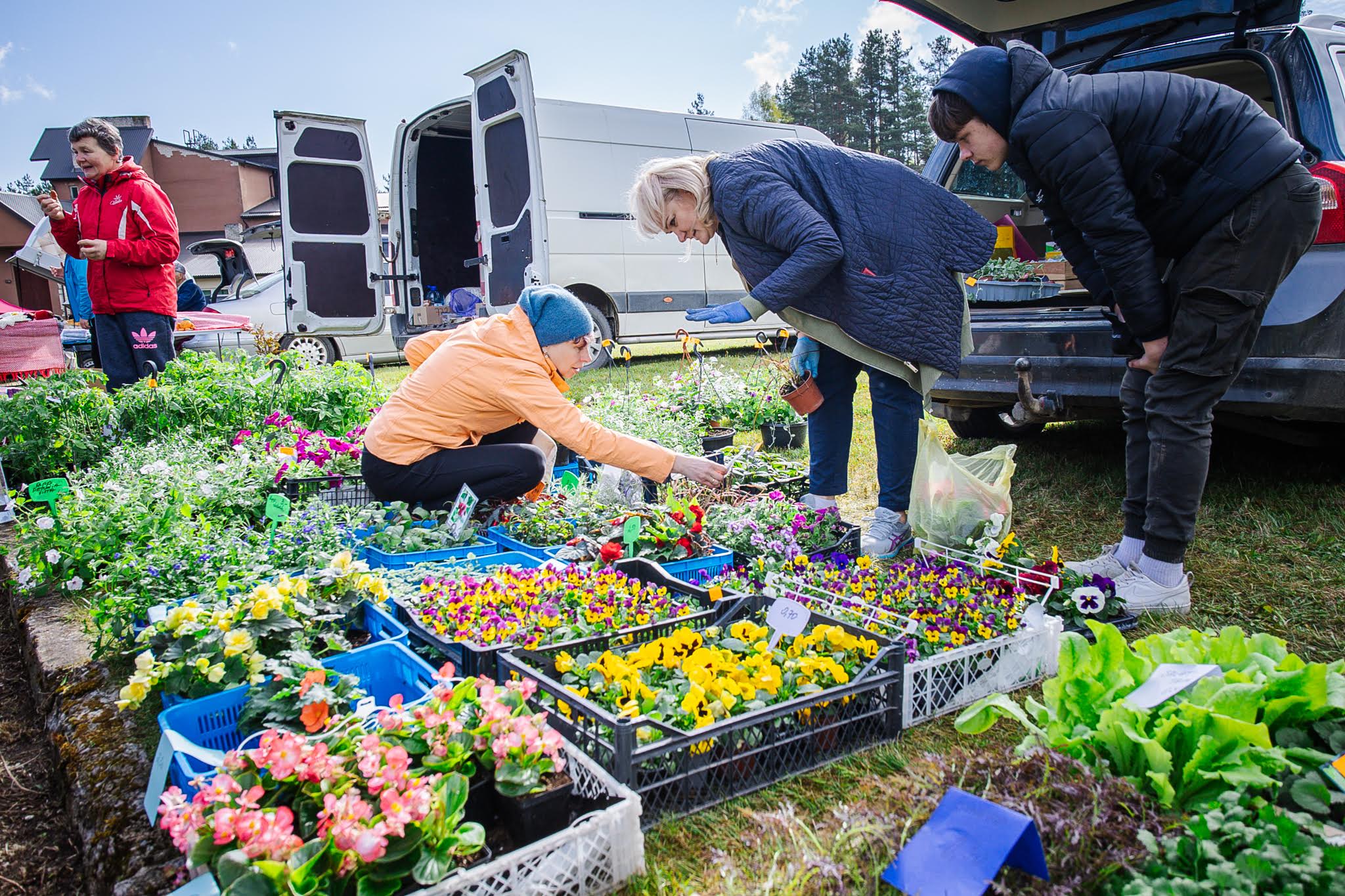 Varstu kevadlaadalt ostetakse enim taimeistikuid ning seda tehti aktiivselt ka tänavu. FOTO: Birgit Pettai