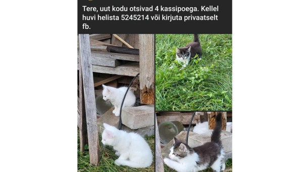 Täistuuridel möllav kassivabrik vihastab võrukaid