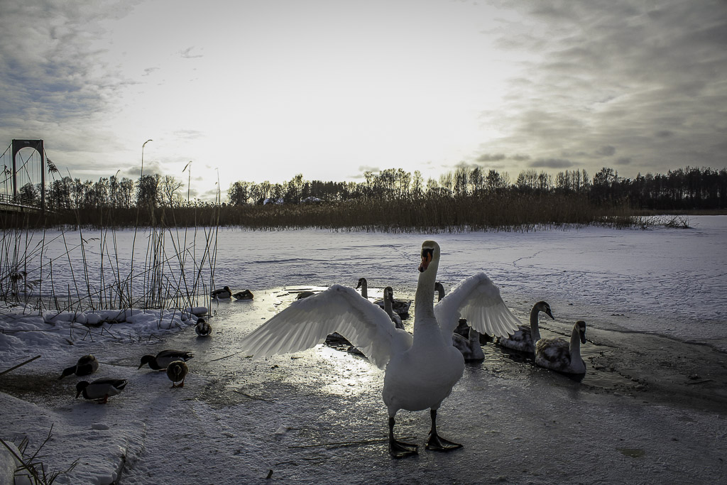 Foto on illustratiivne FOTO: Aigar Nagel