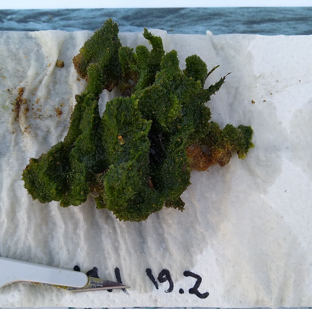 Jõekäsn Foto: Lilian Pukk