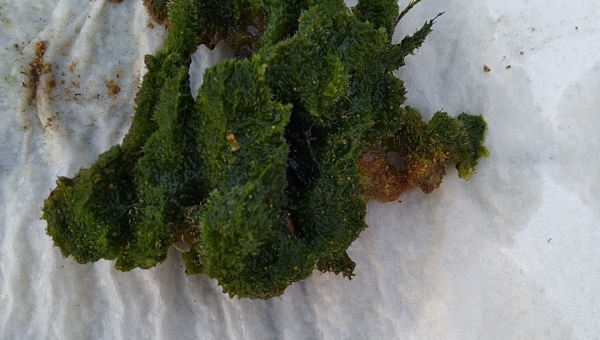 Jõekäsn Foto: Lilian Pukk