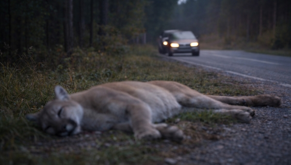Nüüd võib rahulikult hingata- puuma on leitud