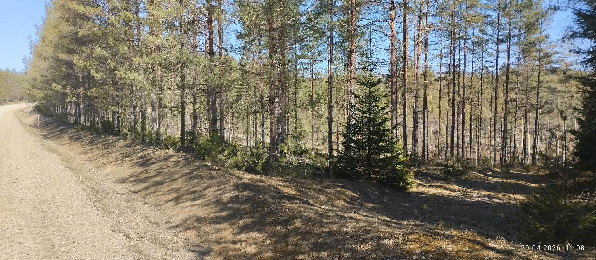 Juuni lõpp toob selguse, kas Sänna liivakarjäärides saab kaevandamine valla poolt rohelise tule või vajutatakse sellele pidurit. Foto: MAARIKA NIIDUMAA