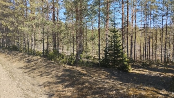 Juuni lõpp toob selguse, kas Sänna liivakarjäärides saab kaevandamine valla poolt rohelise tule või vajutatakse sellele pidurit. Foto: MAARIKA NIIDUMAA